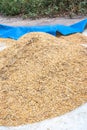 African Rice Oryza glaberrima harvested and being stored in piles, Uganda Royalty Free Stock Photo